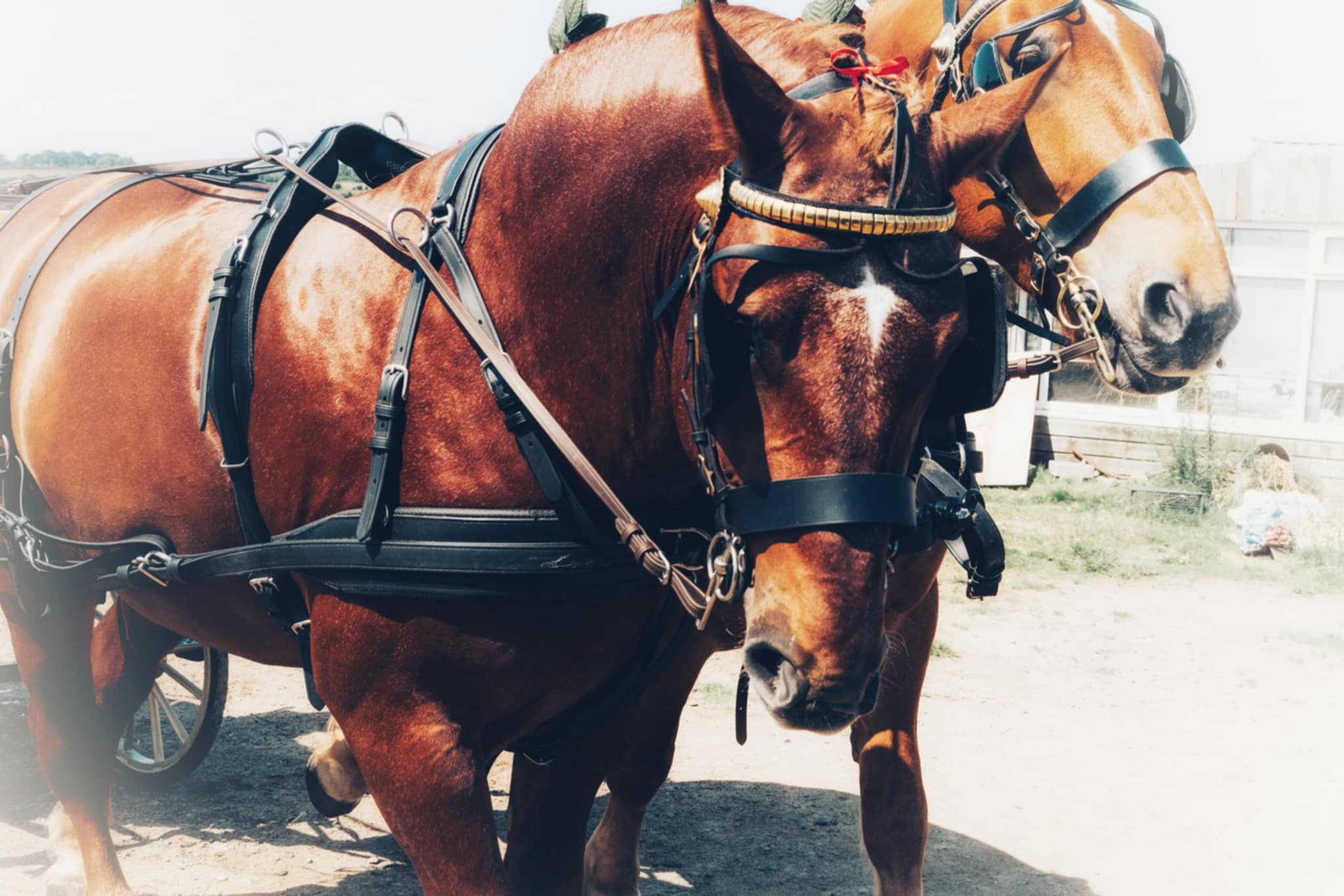 Cliffords Kingdom, Suffolk Punch Cornwall, Cornwall horse riding, therapy, horse drawn funeral services, horse drawn carriage rides, hacking, horse visiting, horse visit centre, Suffolk Punch visitor centre