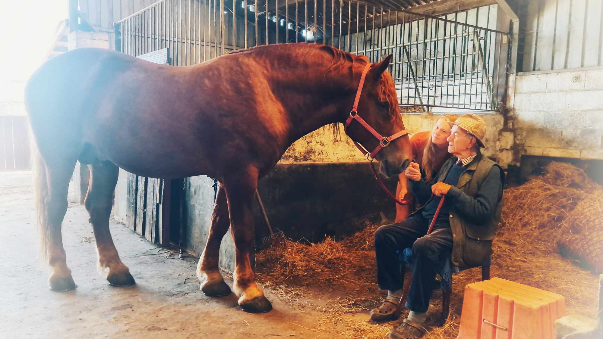 Cliffords Kingdom, Suffolk Punch Cornwall, Cornwall horse riding, therapy, horse drawn funeral services, horse drawn carriage rides, hacking, horse visiting, horse visit centre, Suffolk Punch visitor centre