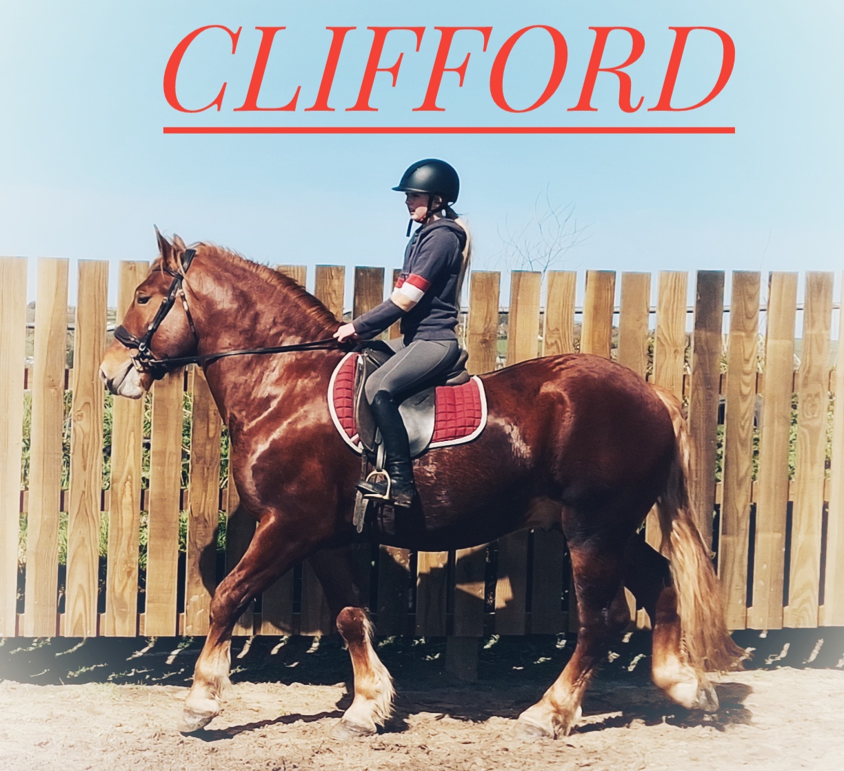 Cliffords Kingdom, Suffolk Punch Cornwall, Cornwall horse riding, therapy, horse drawn funeral services, horse drawn carriage rides, hacking, horse visiting, horse visit centre, Suffolk Punch visitor centre