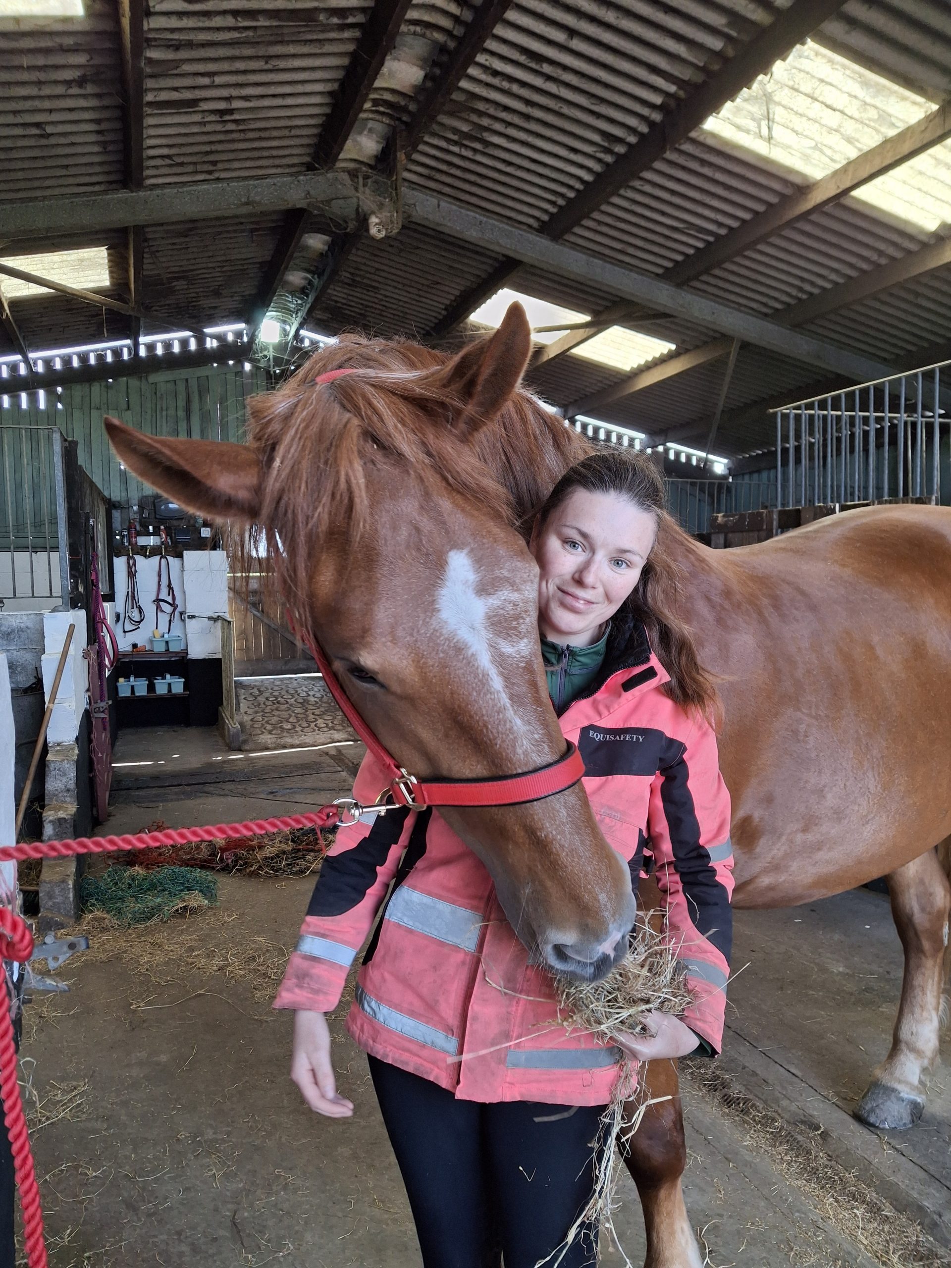 Cliffords Kingdom, Suffolk Punch Cornwall, Cornwall horse riding, therapy, horse drawn funeral services, horse drawn carriage rides, hacking, horse visiting, horse visit centre, Suffolk Punch visitor centre
